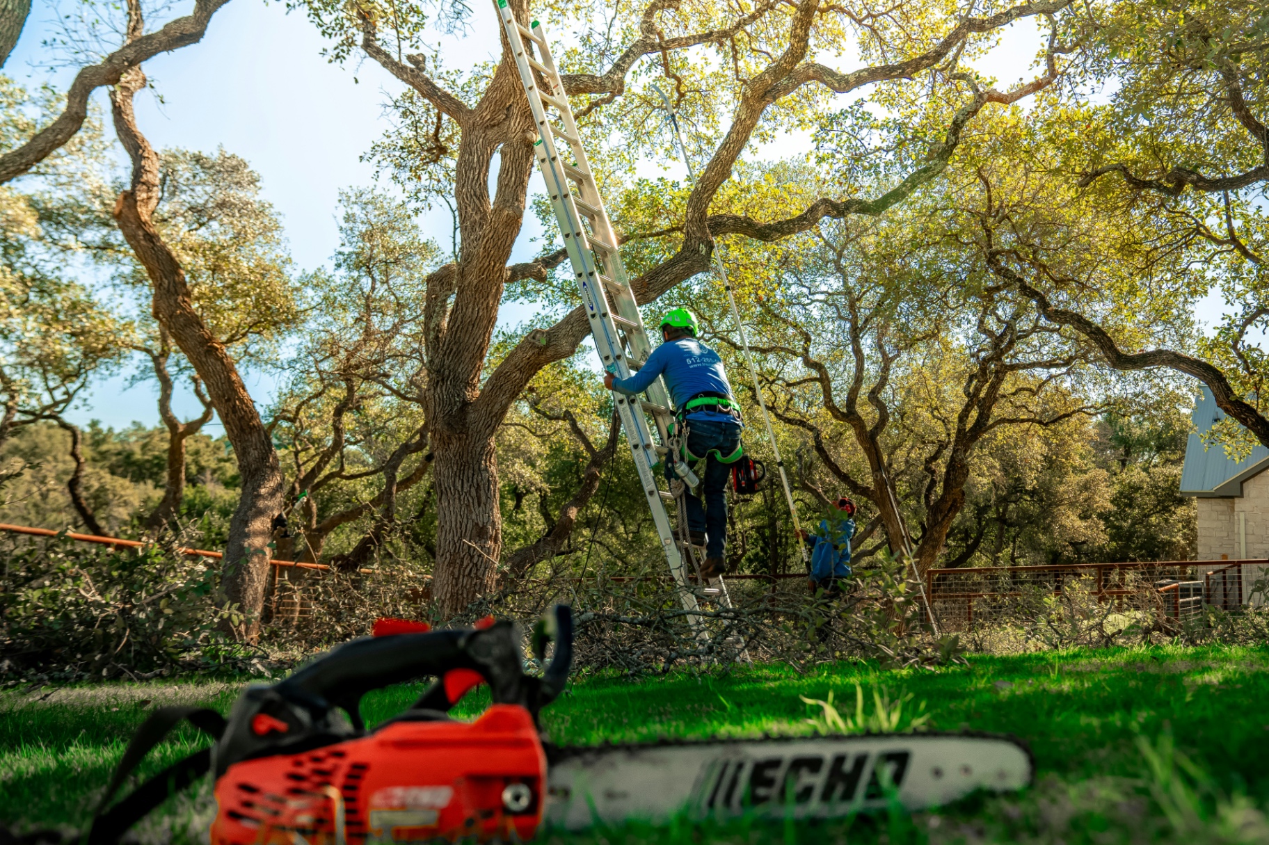 Professional arborist trimming a large tree in Clarksville TN